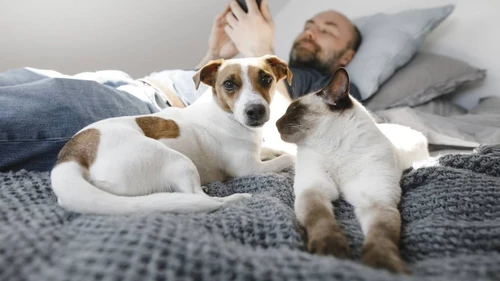 Happy dog with pet insurance in Bakersfield