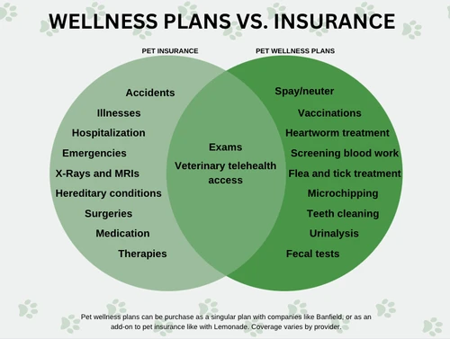 Dog at veterinary clinic in Bakersfield